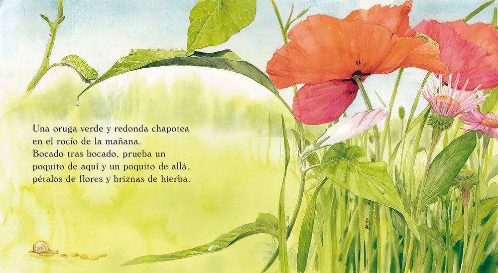 La oruga verde 🐛🦋