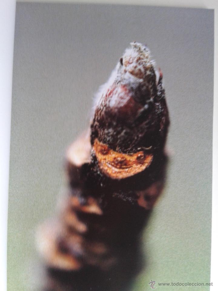 El libro de caras de árboles, plantas y arbustos